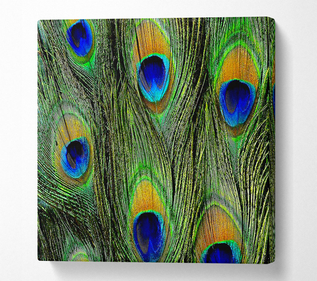  A Canvas Print of Peacock Feathers Canvas Wall Art