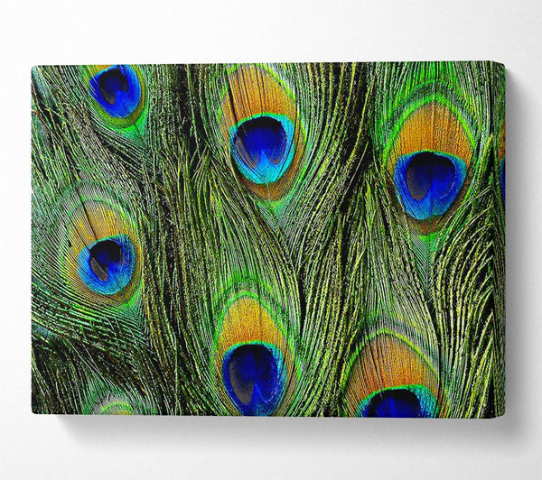  A Canvas Print of Peacock Feathers Canvas Wall Art