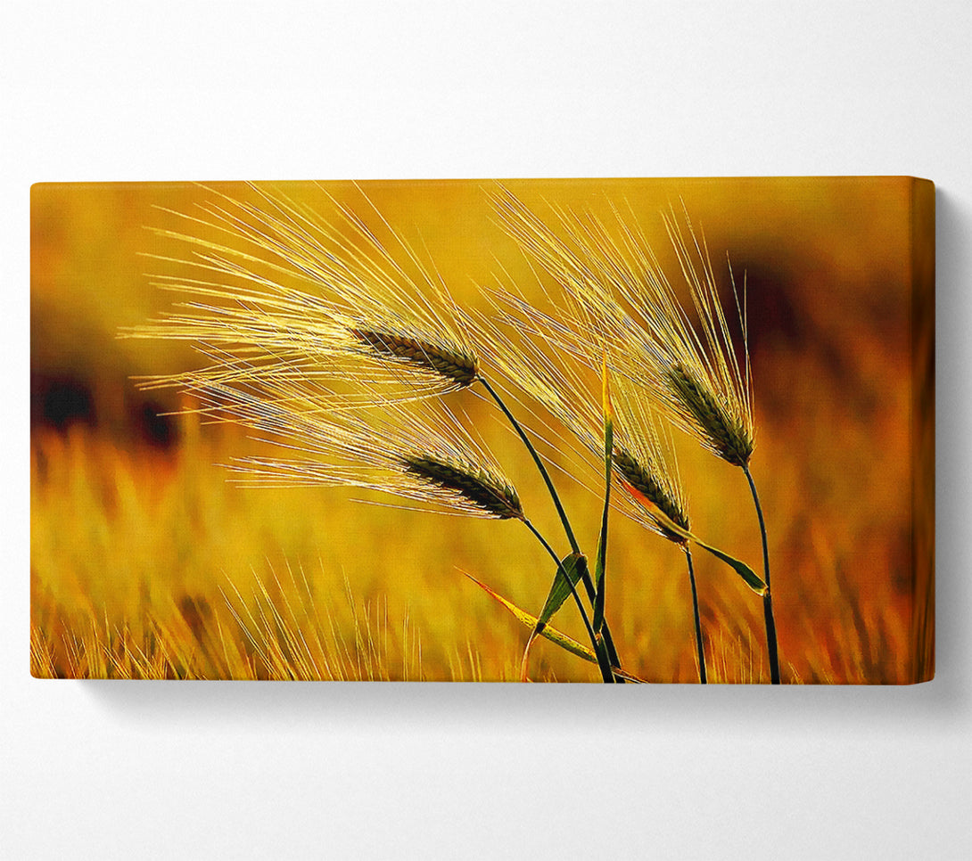  A Canvas Print of Wheat In The Golden Sunlight Canvas Print