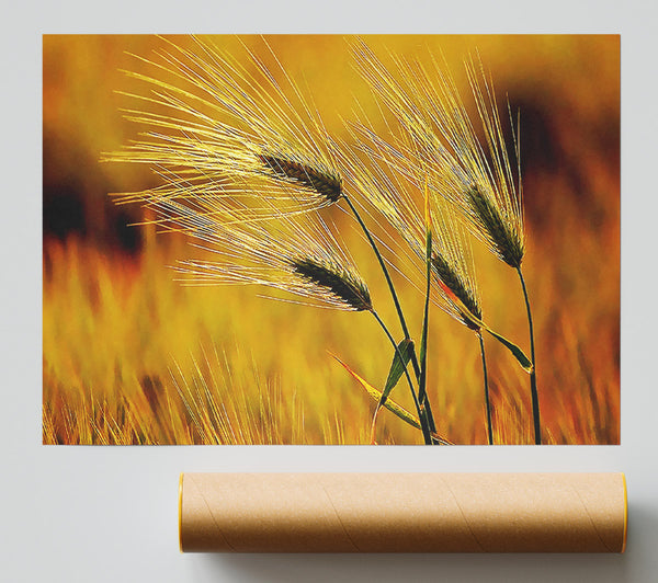 Wheat In The Golden Sunlight Print
