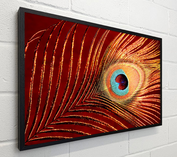 Peacock Feather 06