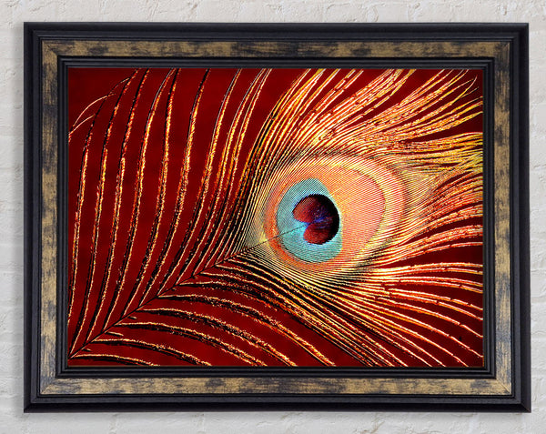 Peacock Feather 06 Framed Print