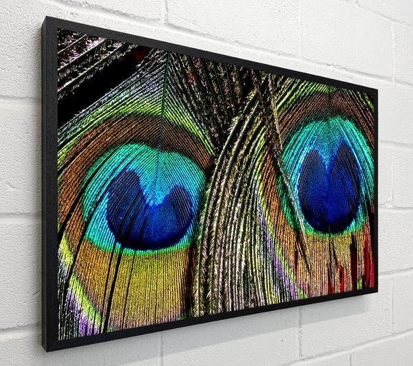 Peacock Feather Duo