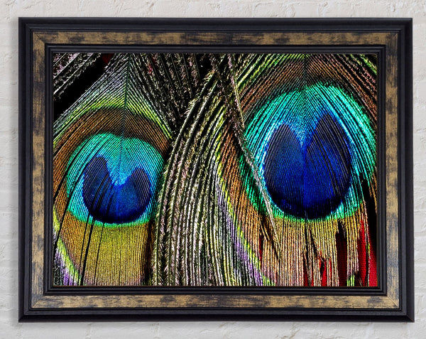 Peacock Feather Duo Framed Print