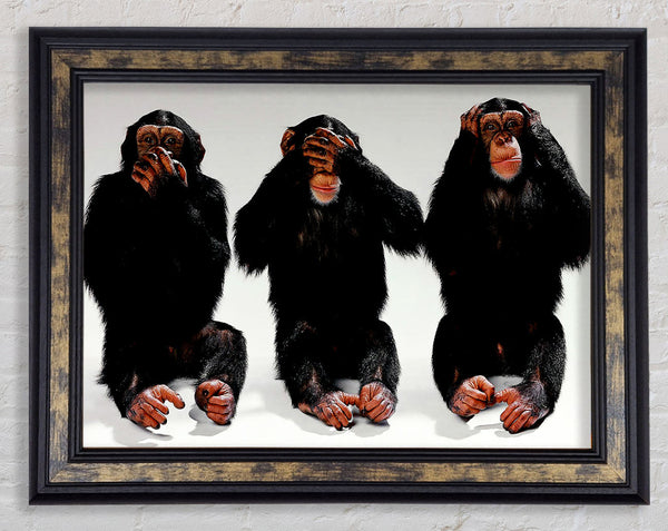 Three Wise Monkeys Framed Print
