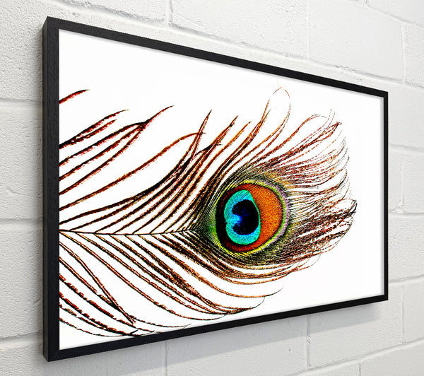 Peacock Feather