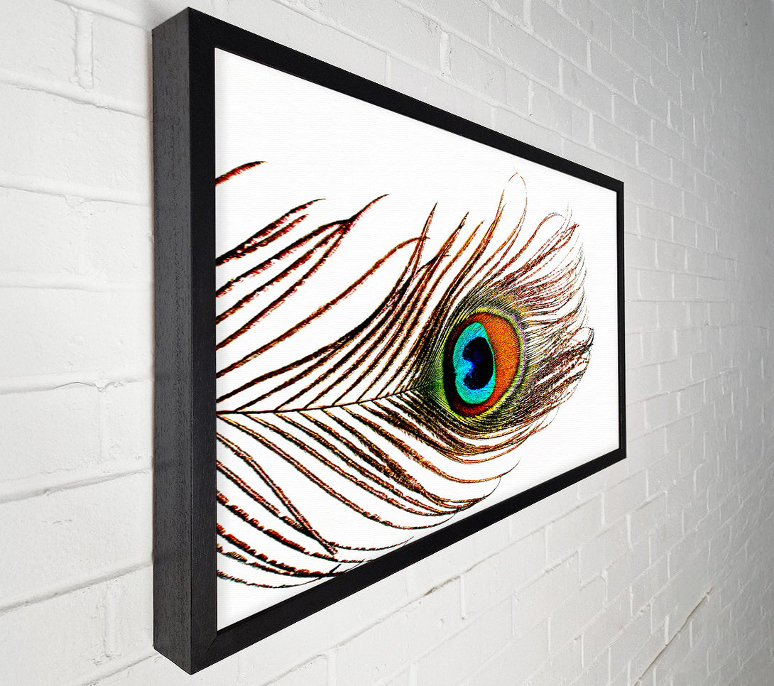  A Canvas Print of Peacock Feather Canvas Art