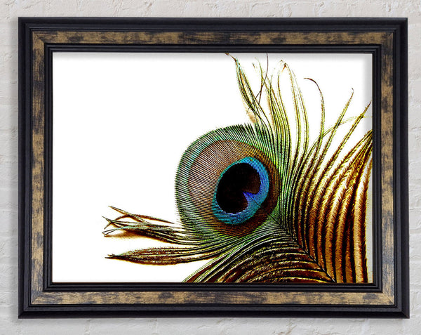 Peacock Feather Close-Up Framed Print