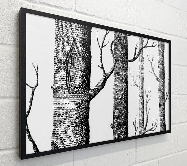 Black And White Tree Trunks