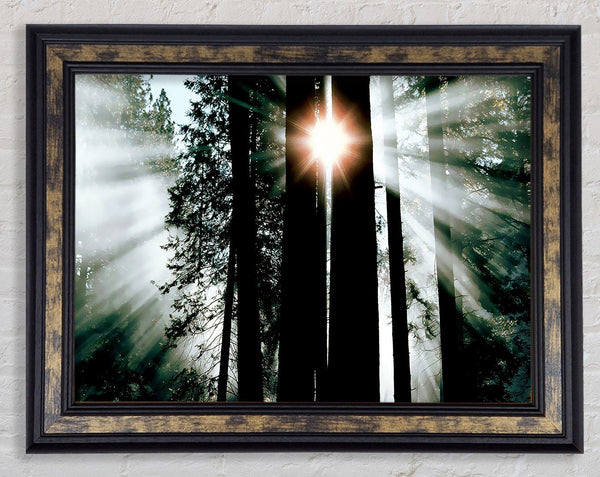 Sun Through The Trees Framed Print