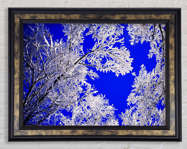 Winter Ice Tree In Sunlight Framed Print