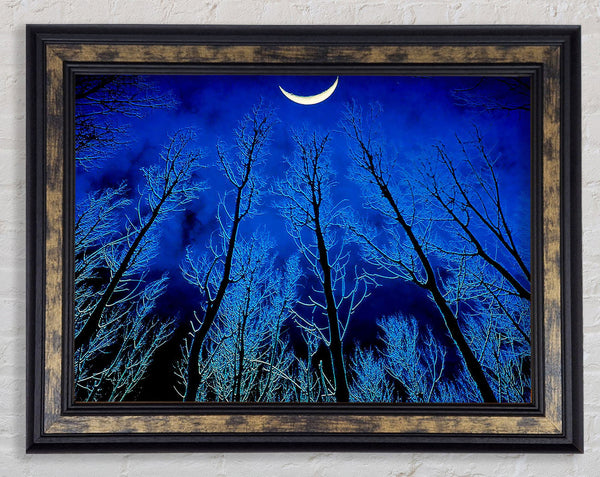 Forest By Moonlight Framed Print