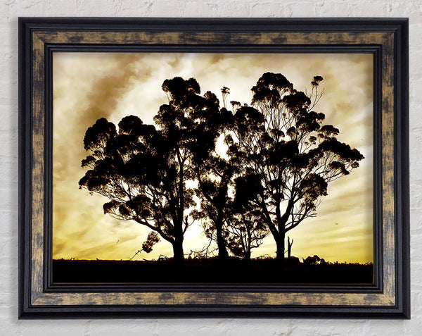 Chocolate Trees Framed Print