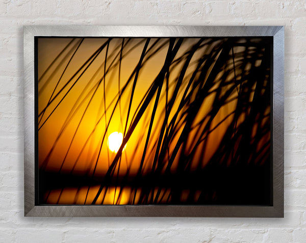 Goldene Sonne durch das Schilf