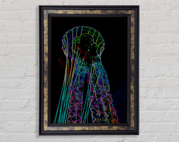 Jellyfish