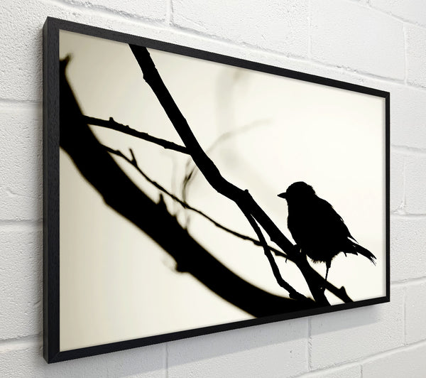 Birds Pirch