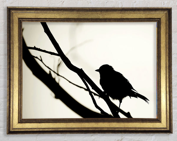 Vögel Pirch