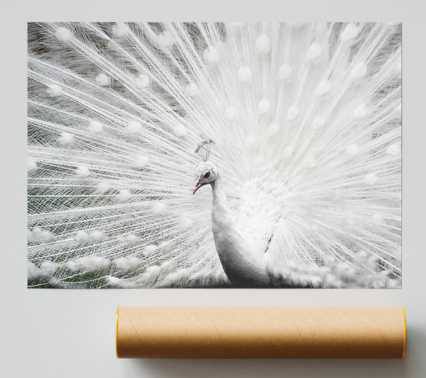 White Peacock Poster