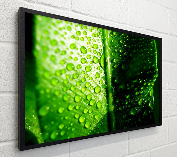 Green Leaf Dew Drop