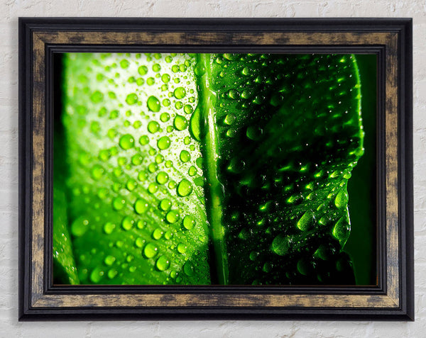 Green Leaf Dew Drop Framed Print