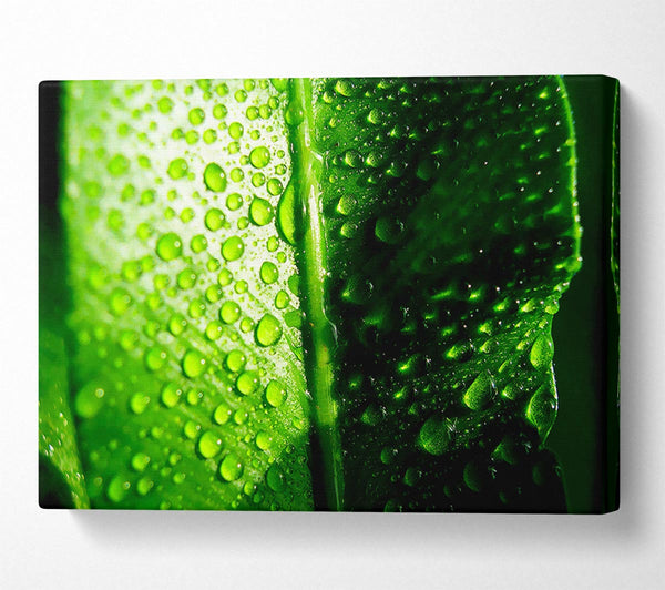 Green Leaf Dew Drop