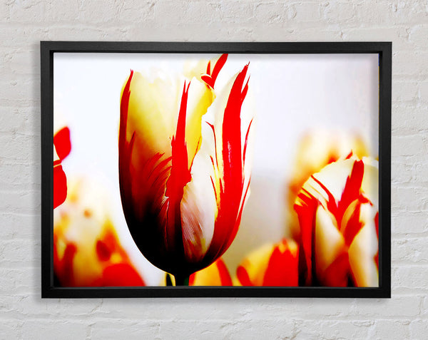 Tulpenköpfe