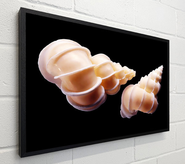 Beautiful Shell Duo