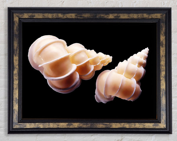 Beautiful Shell Duo Framed Print
