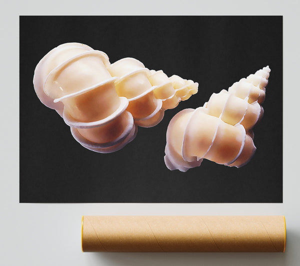 Beautiful Shell Duo Giclee Print
