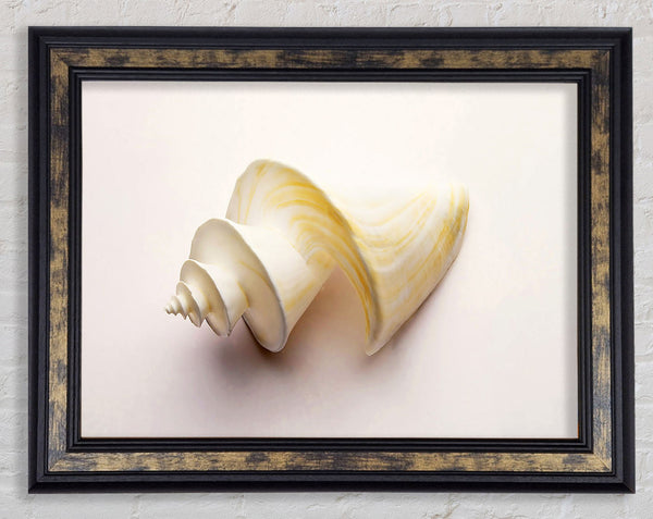 Stunning White Shell Framed Print