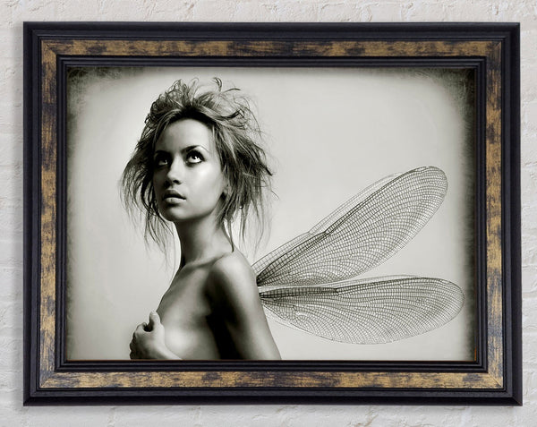 Exotic Fairy Wings Close-up Framed Print