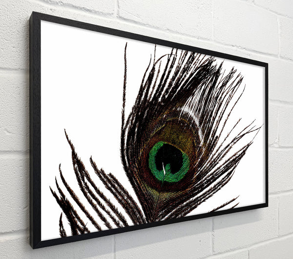 Peacock Eye Feather