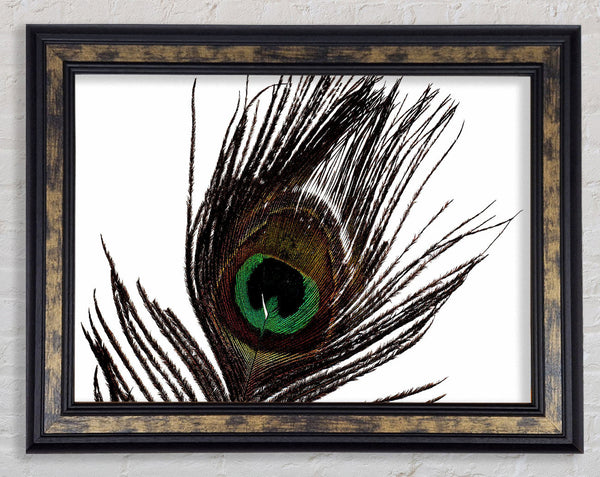Peacock Eye Feather Framed Print