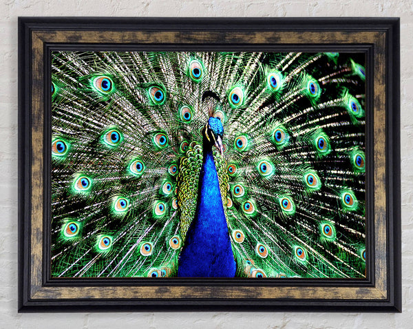 Stunning Peacock Feathers Framed Print