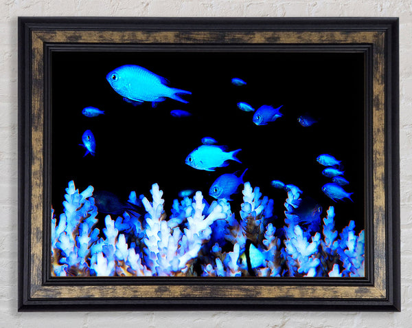 The Ocean World Framed Print