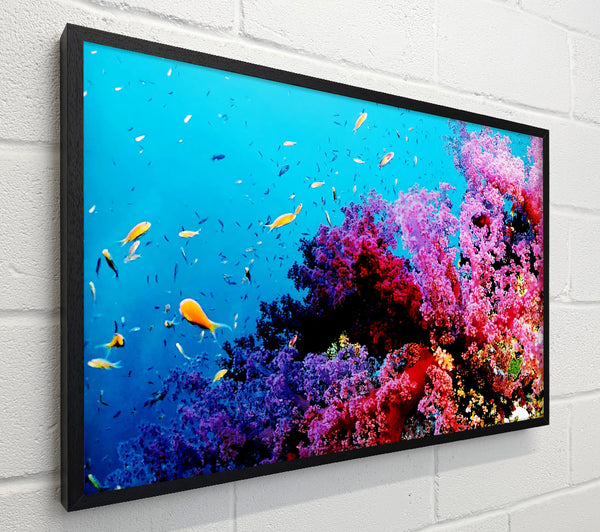 Magical Coral Ocean