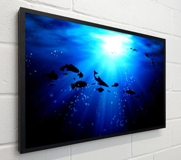 Life Under The Ocean