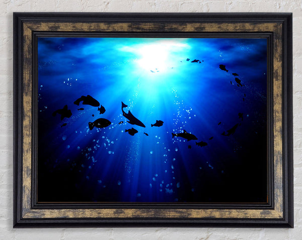 Life Under The Ocean Framed Print
