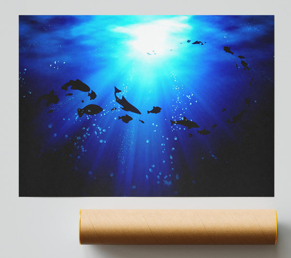 Life Under The Ocean Poster