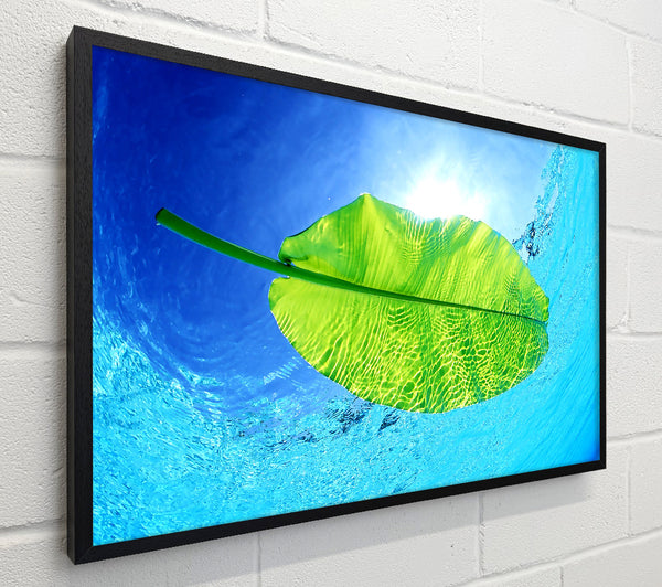 Blue Waters Of A Green Leaf