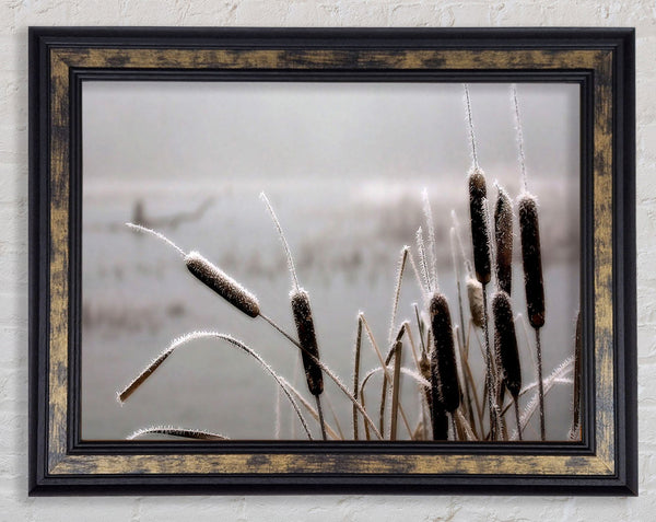 Frosted Cattails