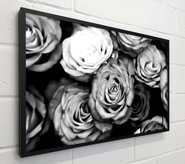 Roses Black And White