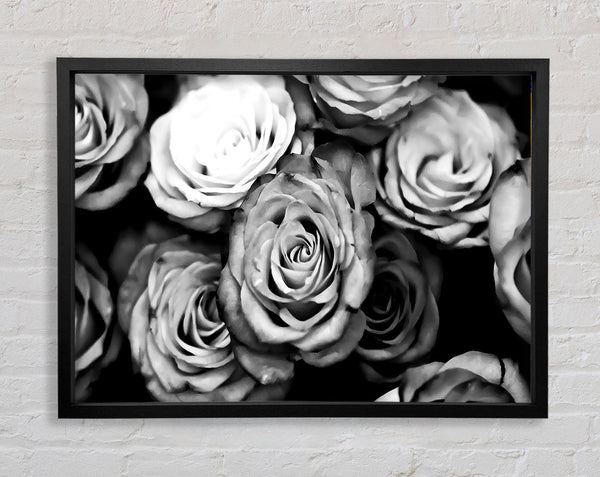 Roses Black And White Framed Print
