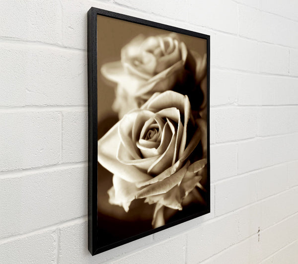 Sunning Sepia Roses