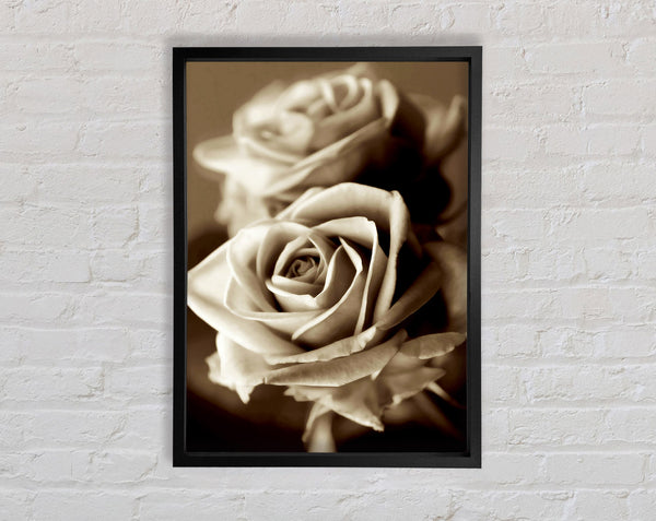 Sunning Sepia Roses Framed Print