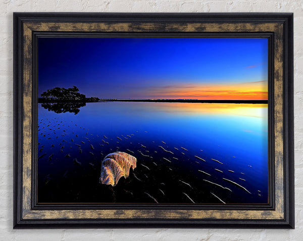 Shell On The Deep Blue Ocean Framed Print