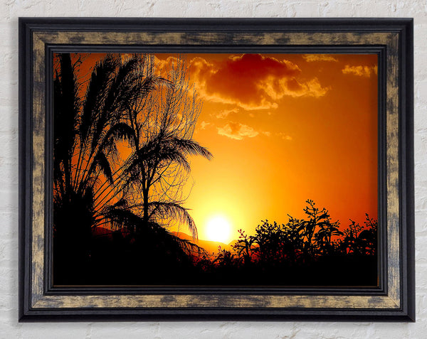 Schöne Bäume bei Sonnenuntergang