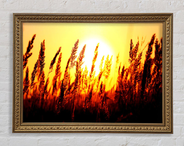 Wunderschönes Schilf bei Sonnenaufgang