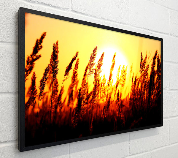 Beautiful Sun Rise Reeds