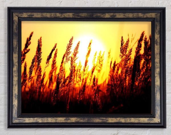 Beautiful Sun Rise Reeds Framed Print